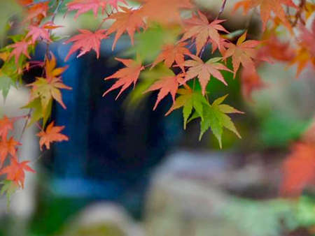 colorful maple leaves on Autumn tree and Falling Leaves.