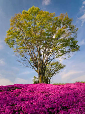 Moss phlox flowers and a tree on a sunny dayの写真素材