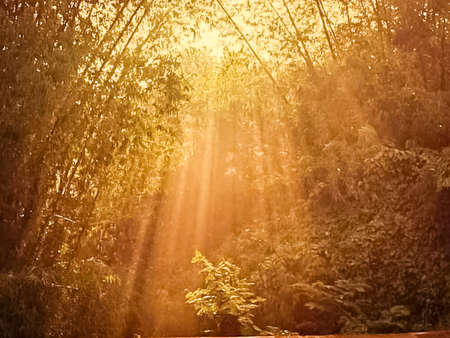 Sun rays through the branches of trees in the forest. Nature backgroundの写真素材