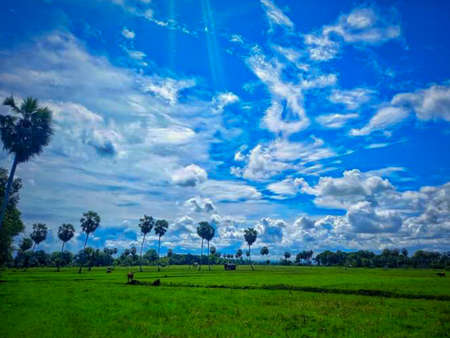 Rice field and blue sky with cloud