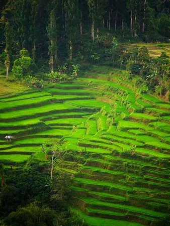 Rice terraces in Bali, Indonesia. Green rice fields in Bali.の写真素材