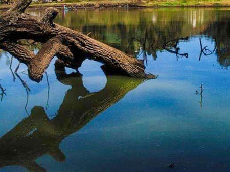 Reflection of a tree in the water of a lake in springの写真素材
