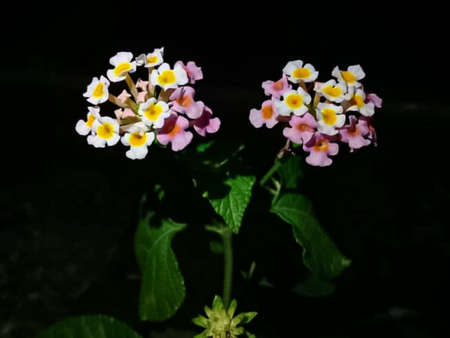 Lantana camara flowers on a black background, close upの写真素材