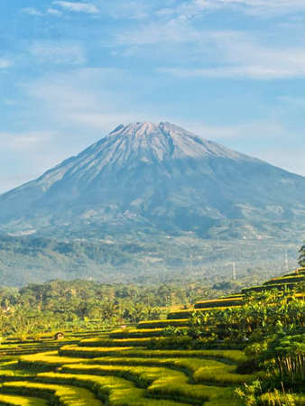 Rice terraces in Bali with a mountain in the background