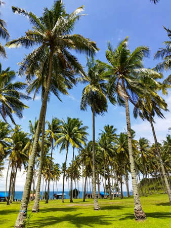 Palm trees on the beach in Sri Lanka. Coconut trees on the beach.