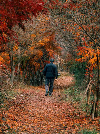 A man walks through the autumn forest with his back to the camera.の写真素材