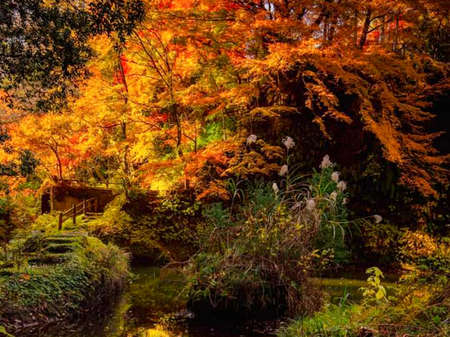 colorful scenery of autumn momiji leaves, in kenrokuen, kanazawa, japan.の写真素材