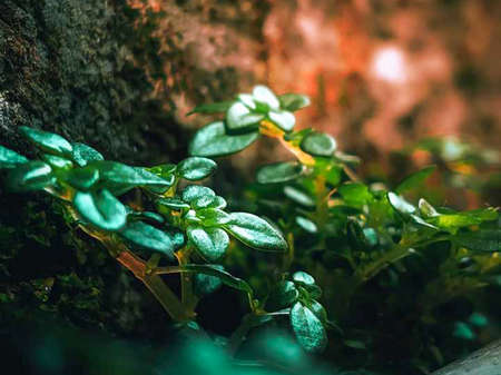Little green sprouts grow on a stone in the rainforest.の写真素材