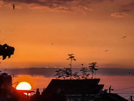 the beauty of the orange sunset behind the trees.の写真素材