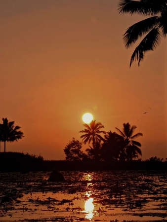 the beauty of the orange sunset behind the trees.の写真素材