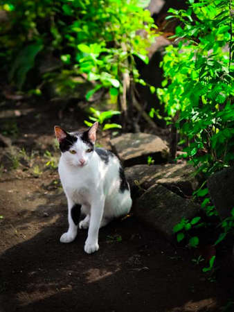 Cyprus cat is black and white.の写真素材