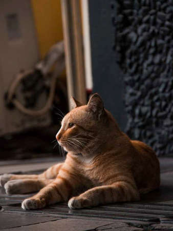 Tabby cats that have a striped or striped pattern of fur like a tiger, a color coat pattern in cats that is popular today.の写真素材