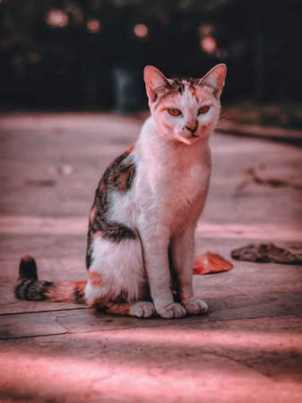 Striped cats, calico cats and calico cats are domestic cats that have a white color with stripes of two other colors.の写真素材