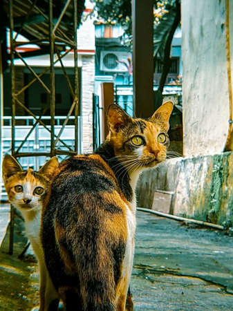 Striped cats, calico cats and calico cats are domestic cats that have a white color with stripes of two other colors.の写真素材