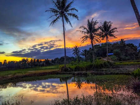 landscape of rice fields and coconut trees, the background of the beauty of the sky and sunsetの写真素材