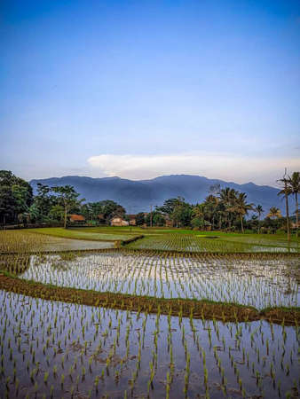 landscape of rice fields and coconut trees, the background of the beauty of the sky and sunset