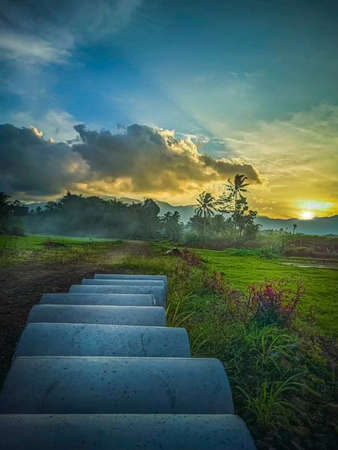 landscape of rice fields and coconut trees, the background of the beauty of the sky and sunsetの写真素材