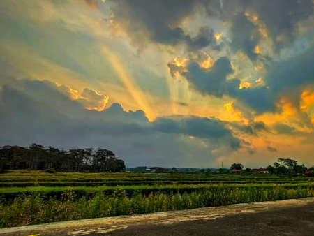 landscape of rice fields and coconut trees, the background of the beauty of the sky and sunsetの写真素材