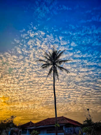 landscape of rice fields and coconut trees, the background of the beauty of the sky and sunsetの写真素材