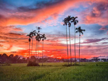 the beauty of the orange sunset in the rice fields and palm trees, in Indonesiaの写真素材