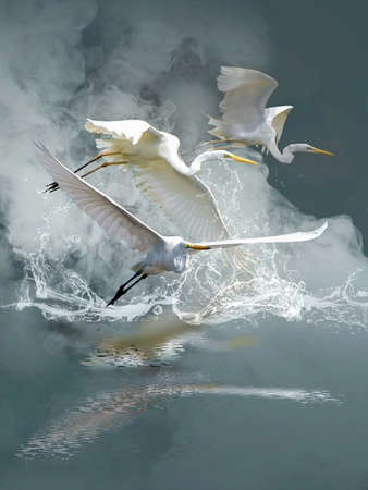 Eastern great egret in the wildの写真素材