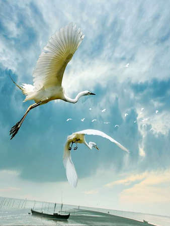 Eastern great egret in the wild