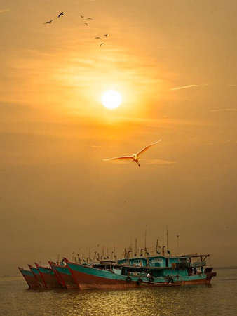 Eastern great egret bird in the wild, orange sunset background.の写真素材