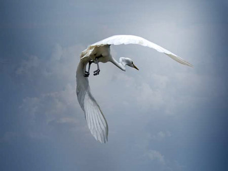 Eastern great egret in the wildの写真素材