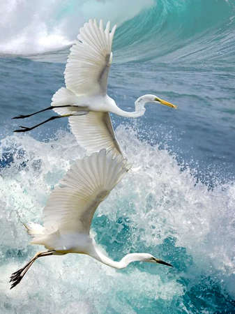 Eastern great egret in the wildの写真素材