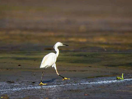 Eastern great egret in the wildの写真素材