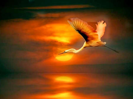 Eastern great egret bird in the wild, orange sunset background.の写真素材