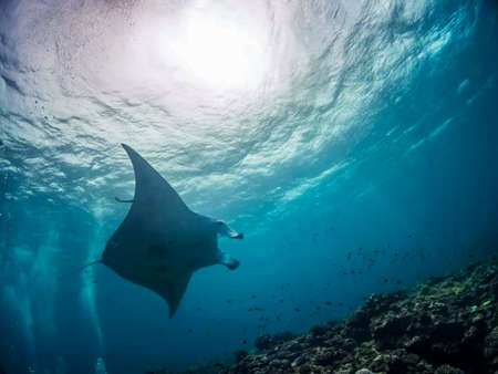 Manta Ray in the Red Sea, Eilat Israel.の写真素材