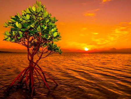 Mangrove tree on the beach at sunset, Thailand.の写真素材