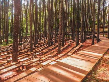 Wooden walkway in pine forest at morning time, Thailand.の写真素材