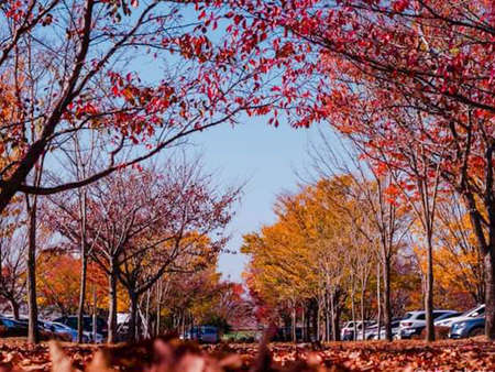 Autumn leaves in the park with blue sky background, selective focusの写真素材