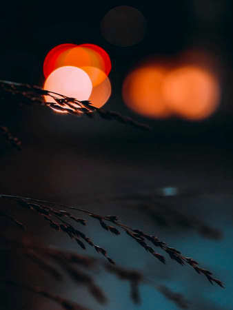silhouette of grass with bokeh background in the nightの写真素材