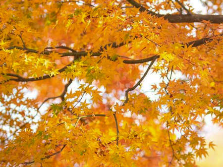 Autumn leaves of the maple tree in Japan. Seasonal background.の写真素材