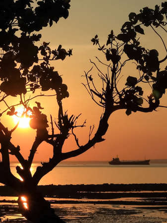 Silhouette of a tree on the beach at sunset with a ship in the background