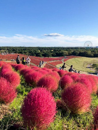 hitachi seaside park red kochia in japan.のeditorial素材