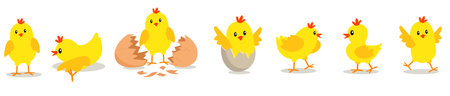 Chicken hatching from the egg. Cartoon baby chick birthday step-by-step process. Funny and educational illustration for kids.のイラスト素材