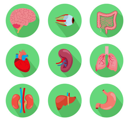 Human anatomy internal organ set with brain, lungs, intestine, heart, kidney, pancreas, spleen, liver and stomach. Vector isolated illustrationのイラスト素材