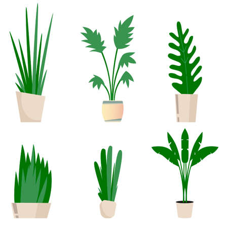 Set of green flowers decor for interior home and office. Home plant, floral decorative, houseplant collection, indoor interior elements, natural and exotic illustrationのイラスト素材