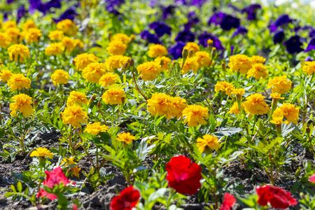 Multicolored flowers marigolds and petunias on a flower bed. Front view from above