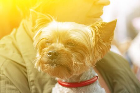Dwarf decorative dog-terrier, portrait, in the arms of the mistress in the sun. Front view.の写真素材