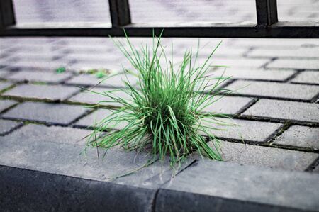 A bunch of green grass on a gray sidewalk. Concept. Front view from above.の写真素材