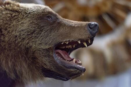 The head of a brown bear with grinning teeth. Taxidermy stuffed. Side view.の写真素材