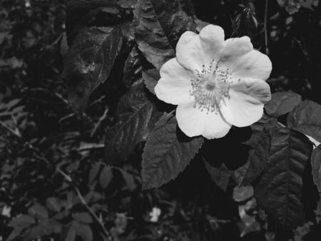 Flowers grow in area near fence in city. June