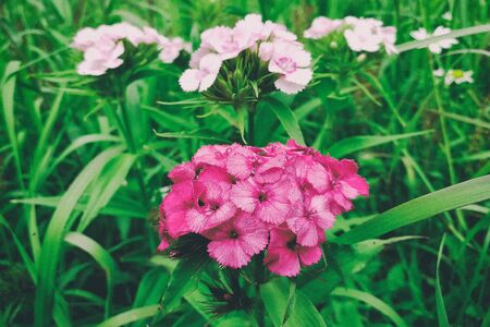 Pink small clove. Front viewの写真素材
