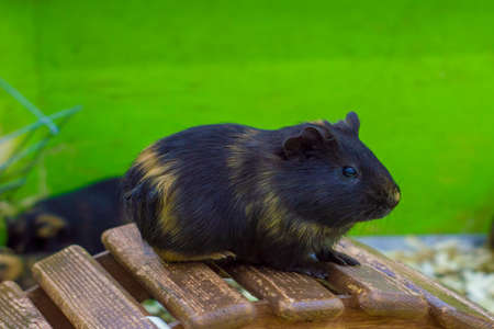 Cute Guinea pig, a popular household petの写真素材