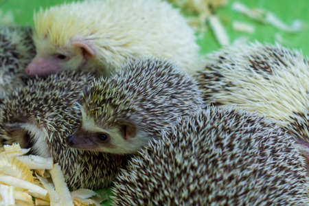 Among others. vwildlife hedgehog european